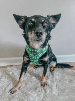 Dog Adjustable Harness - Kiwi Krazy -Furfinity Cheap Shop CHAITOTHERESCUE 2 83e6c0a3 6f2c 4477 ab49 0602d9041a3d