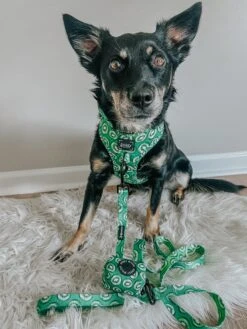 Dog Four Piece Bundle - Kiwi Krazy -Furfinity Cheap Shop CHAITOTHERESCUE 3 bdfa9948 a2bc 4dd9 aaf5 84bd436fd985