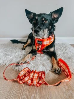 Dog Four Piece Bundle - Spiced Harvest -Furfinity Cheap Shop CHAITOTHERESCUE 3 f5480799 6291 419e bdb2 5286226a2514