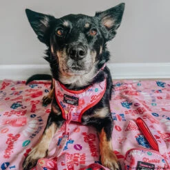 Dog Four Piece Bundle - Mean Girls™ -Furfinity Cheap Shop CHAITOTHERESCUE d580bcbe 6964 4f3e 9bf9 747fe308d0c3