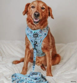 Dog Four Piece Bundle - Disney's Stitch 33 Dog Four Piece Bundle - Disney's Stitch -Furfinity Cheap Shop CHANCE THE MINI GOLDEN 4