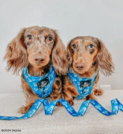 Dog Two Piece Bundle - KEN™ -Furfinity Cheap Shop CHARLIE CHANCE DAPPLEDOXIES c5d8accb 70d0 4c97 8955 d179d503b24a