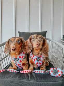 Dog Leash- I Woof You Berry Much -Furfinity Cheap Shop CHARLIE CHANGE DAPPLEDOXIES 2