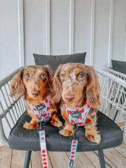 Dog Two Piece Bundle - I Woof You Berry Much 25 Dog Two Piece Bundle - I Woof You Berry Much -Furfinity Cheap Shop CHARLIE CHANGE DAPPLEDOXIES 3