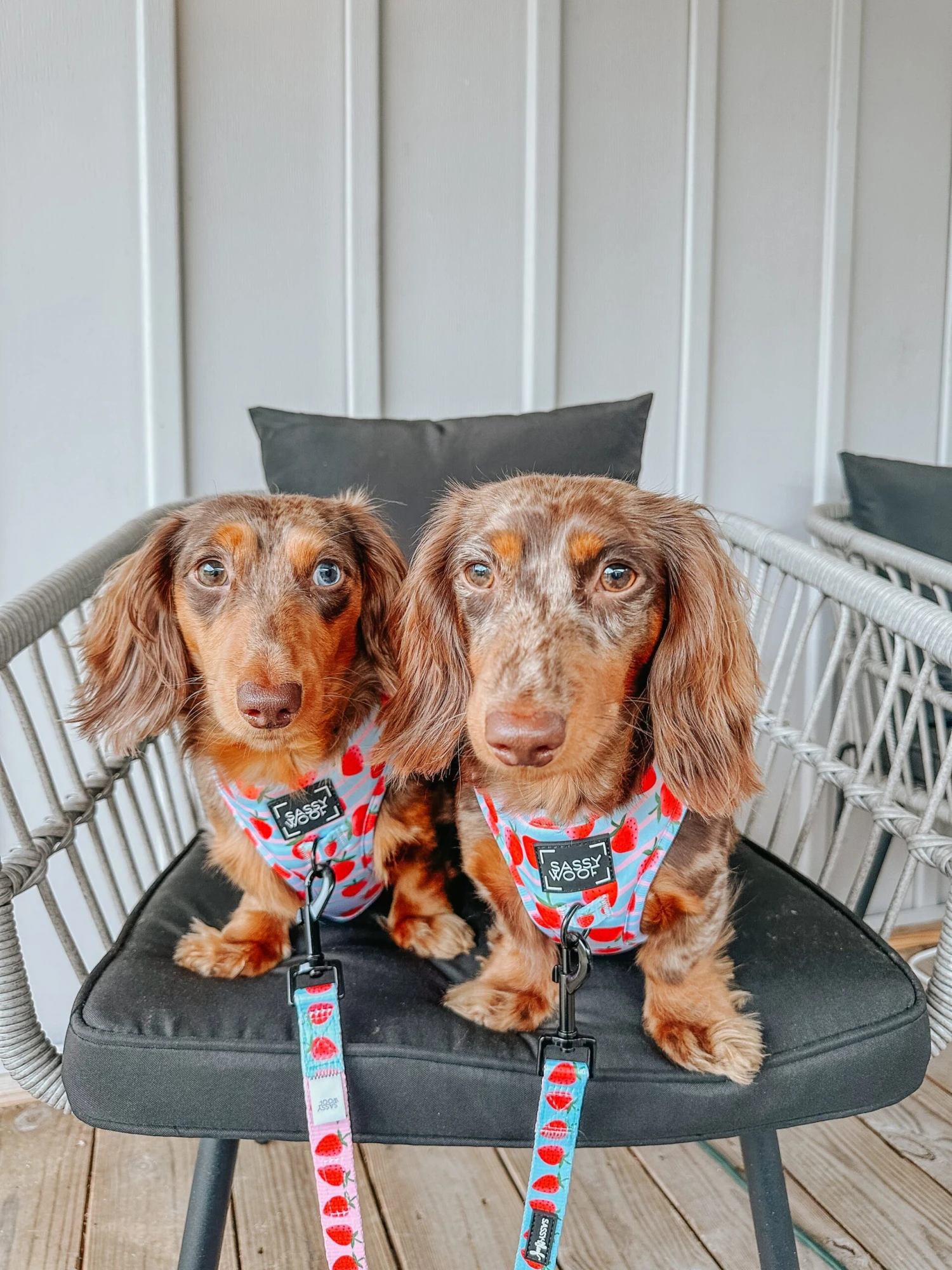 Dog Two Piece Bundle - I Woof You Berry Much 14 Dog Two Piece Bundle - I Woof You Berry Much - Image 12