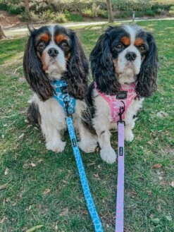 Dog Adjustable Harness - Strawberry Milk 29 Dog Adjustable Harness - Strawberry Milk -Furfinity Cheap Shop CHARLIE CHARLOTTE 3 2