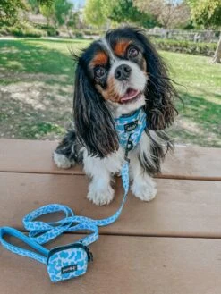 Dog Leash - Blueberry Milk -Furfinity Cheap Shop CHARLIE CHARLOTTE 4 5