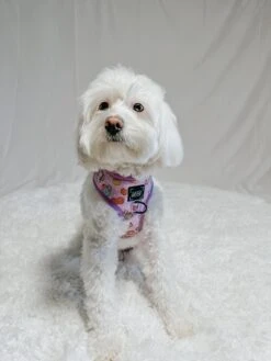 Dog Adjustable Harness - Tea Pawty -Furfinity Cheap Shop CHLOE THE MALTIPOO22 1