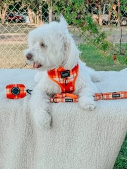 Collar Three Piece Bundle - Spiced Harvest -Furfinity Cheap Shop CHLOE THE MALTIPOO22 1 dfbc0e99 700d 4f19 a323 2d3efe1ae130