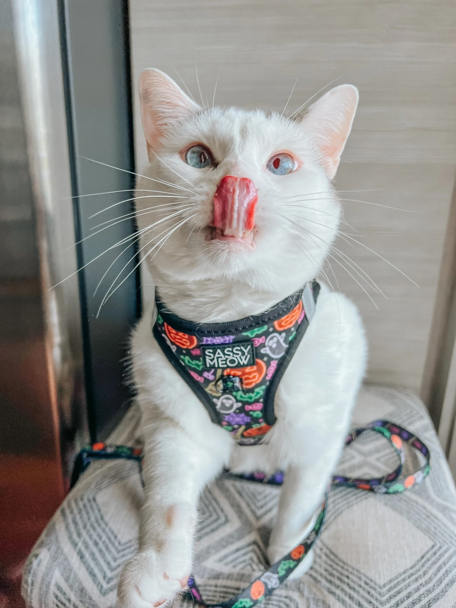 Cat Step-In Harness - Neon Frights 8 Cat Step-In Harness - Neon Frights - Image 6