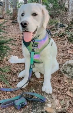 Dog Four Piece Bundle - Reflection -Furfinity Cheap Shop CINDERELLA THE PUPPY 1