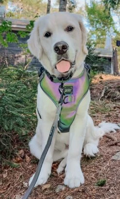 Dog Two Piece Bundle - Reflection -Furfinity Cheap Shop CINDERELLA THE PUPPY 2