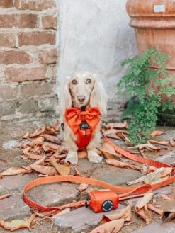 Dog Sailor Bow - Foxy -Furfinity Cheap Shop CLEMENTINETHEDOX 1 ff6adf25 7dbe 4bc0 91c7 928e0a8de1ea