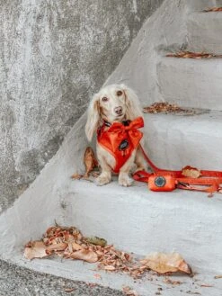 Dog Sailor Bow - Foxy -Furfinity Cheap Shop CLEMENTINETHEDOX 890831d8 94a0 45c8 adcf fb4eeaf51d8f