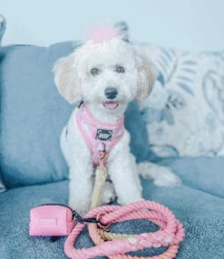 Dog Rope Leash - Sunkissed -Furfinity Cheap Shop COCOS