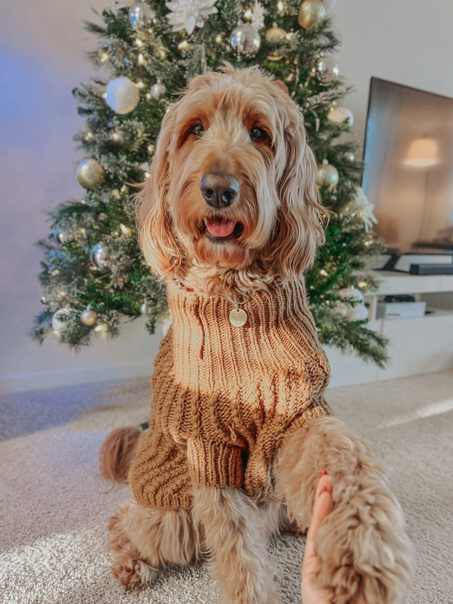 Dog Cable Knit Sweater - Brown 6 Dog Cable Knit Sweater - Brown - Image 4