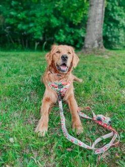 Dog Leash- Apple Of My Eye 23 Dog Leash- Apple Of My Eye -Furfinity Cheap Shop COPPERTHEGOLDENPUPPER 3