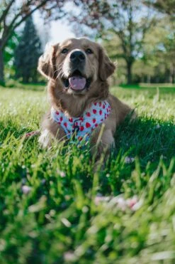 Dog Adjustable Harness - I Woof You Berry Much 22 Dog Adjustable Harness - I Woof You Berry Much -Furfinity Cheap Shop CRAZYRICHGOLDENS 1