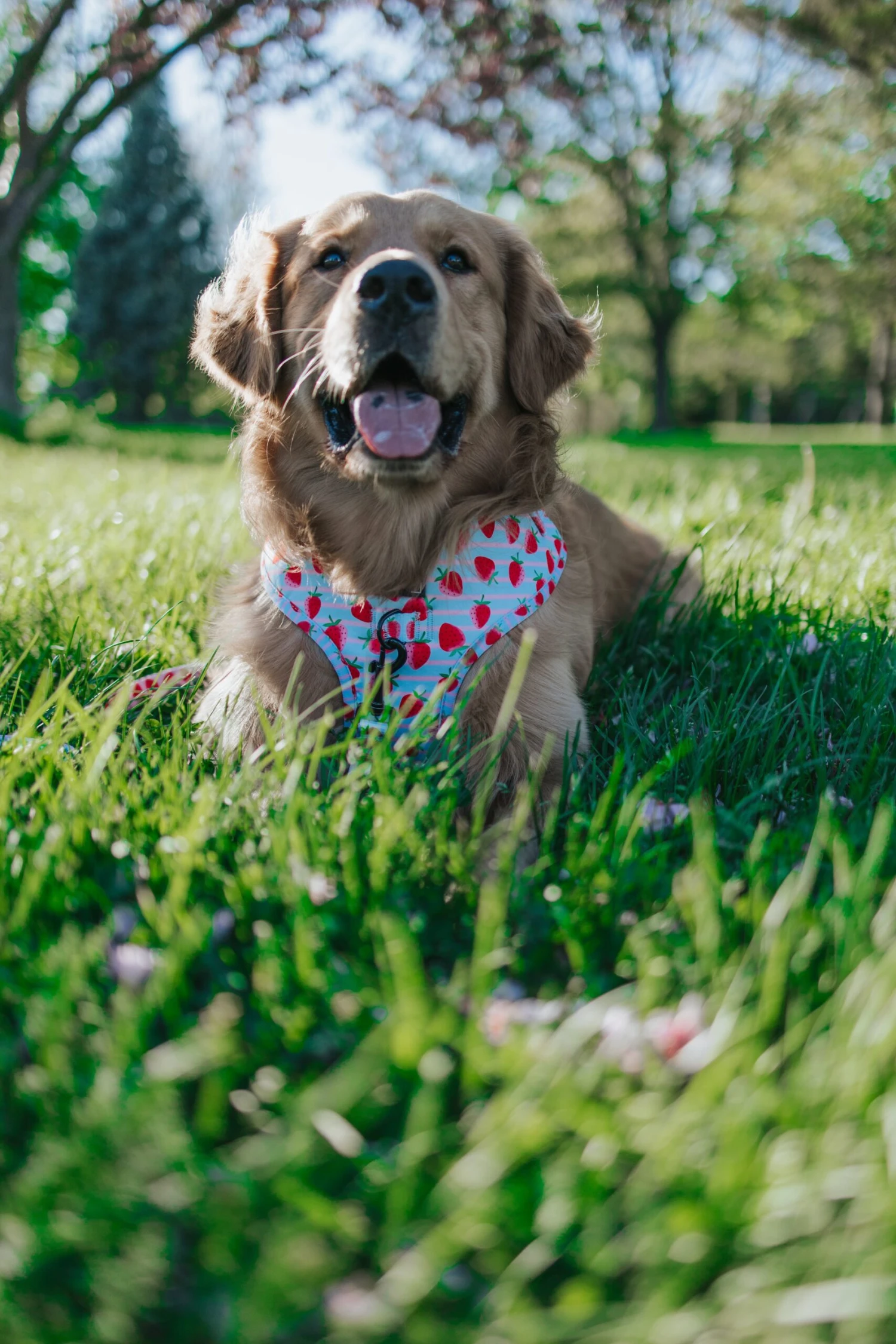 Dog Adjustable Harness - I Woof You Berry Much 9 Dog Adjustable Harness - I Woof You Berry Much - Image 7