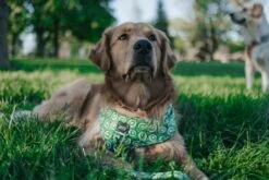 Dog Two Piece Bundle -Kiwi Krazy -Furfinity Cheap Shop CRAZYRICHGOLDENS 1 5f40289c c8e2 4d89 a74f b09941644753