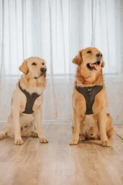 Dog Two Piece Bundle - Reflection -Furfinity Cheap Shop CRAZYRICHGOLDENS 1 ee2af73a 4206 4d38 809d a61486b4447a