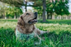 Dog Adjustable Harness - Kiwi Krazy -Furfinity Cheap Shop CRAZYRICHGOLDENS 2