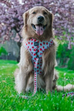 Dog Leash- I Woof You Berry Much -Furfinity Cheap Shop CRAZYRICHGOLDENS 3 875ccca9 2f79 4cc7 8cd3 a41a19645b0a