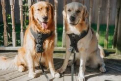 Dog Four Piece Bundle - Reflection -Furfinity Cheap Shop CRAZYRICHGOLDENS 4