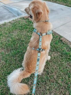 Dog Leash - Glam Goldens -Furfinity Cheap Shop CREW THE GOLDEN PUP 2