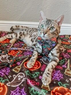 Cat Leash - Neon Frights -Furfinity Cheap Shop CUTESTBENGALSIBLINGS 3 5b113497 11f3 4f50 82f0 3e34fb915e9b