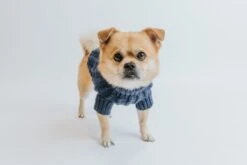 Dog Cable Knit Sweater - Navy -Furfinity Cheap Shop Cable Knit Fall Sweaters Dog 3 214b9ad1 2ec6 4ecd ab94 841ef4210d36