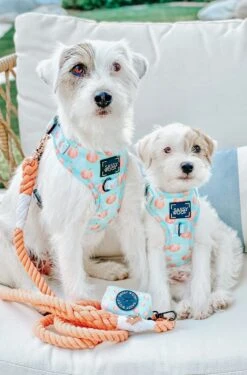 Dog Rope Leash - Clementine -Furfinity Cheap Shop Clementine2