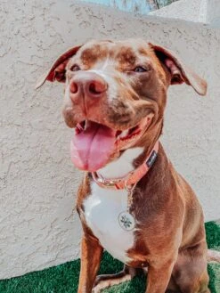 Collar Three Piece Bundle - Dolce Rose -Furfinity Cheap Shop Cute AF Dolce Rose Collar Dog Tag