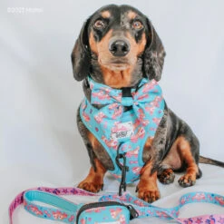 Dog Four Piece Bundle - BARBIE™ On A Roll -Furfinity Cheap Shop DACH VADER