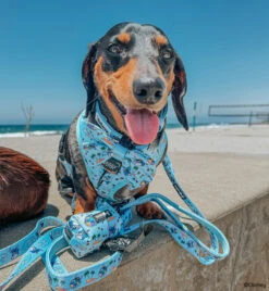 Dog Waste Bag Holder - Disney's Stitch -Furfinity Cheap Shop DACH VADER 2 63970bc6 c74a 48d1 82b5 ee0293027c63