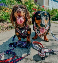 Dog Four Piece Bundle - STAR WARS™ The Dark Side -Furfinity Cheap Shop DACH VADER 2 a8bfe346 67f9 4230 b625 eceb712e9914