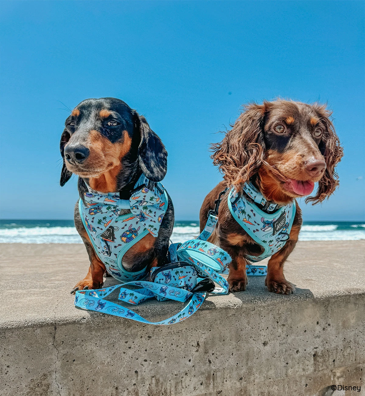 Dog Four Piece Bundle - Disney's Stitch 15 Dog Four Piece Bundle - Disney's Stitch - Image 13