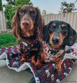 Dog Four Piece Bundle - STAR WARS™ The Dark Side -Furfinity Cheap Shop DACH VADER f3e4cb88 0a15 401a 8b59 8203fd9acfe0