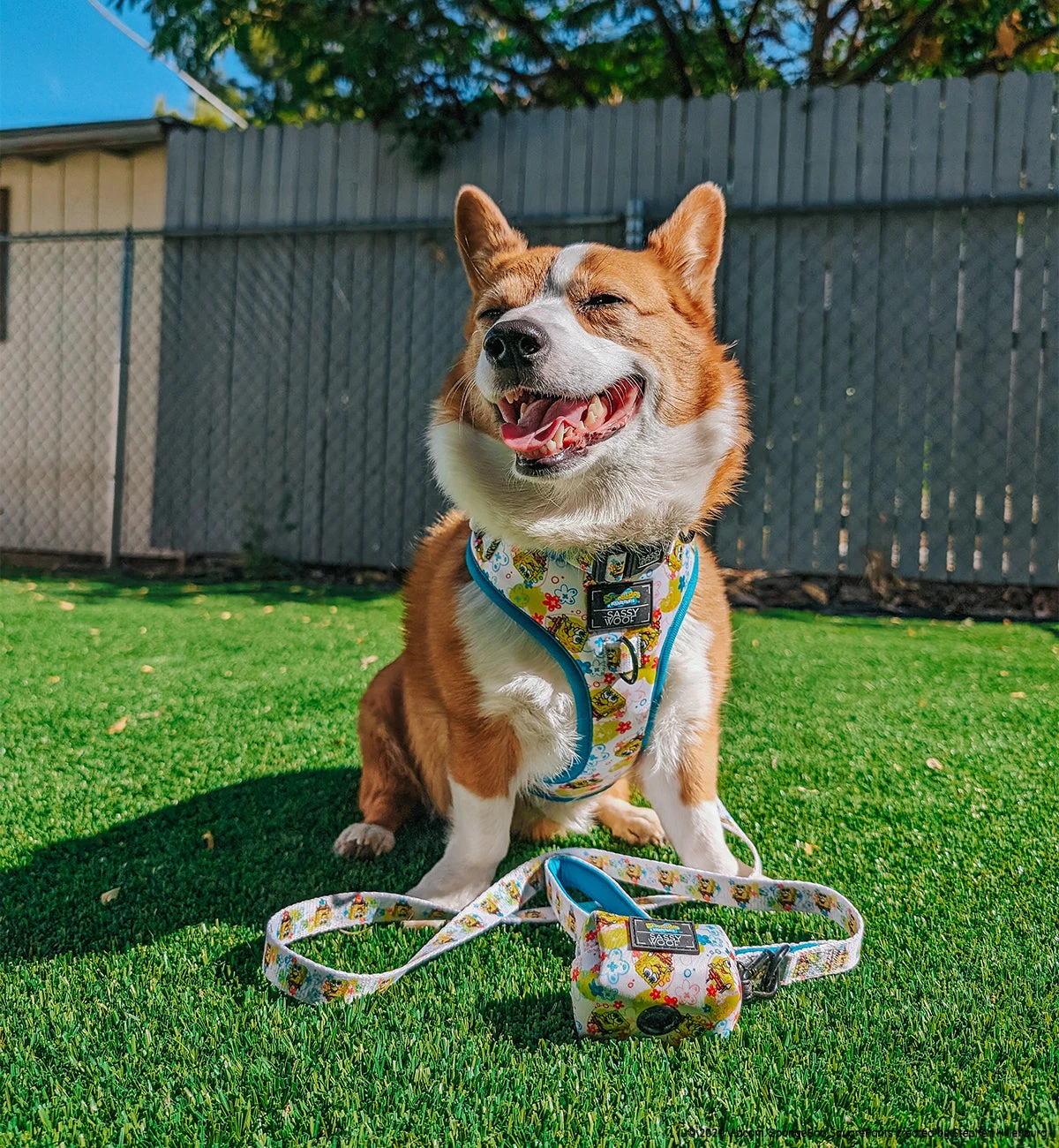 Dog Four Piece Bundle - SpongeBob SquarePants™ Bikini Bottom 18 Dog Four Piece Bundle - SpongeBob SquarePants™ Bikini Bottom - Image 16