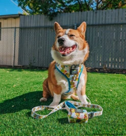 Dog Waste Bag Holder - SpongeBob SquarePants™ Bikini Bottom -Furfinity Cheap Shop DADAILYCHEESE db661a52 b0df 44b7 bb37 d5616e8366b6