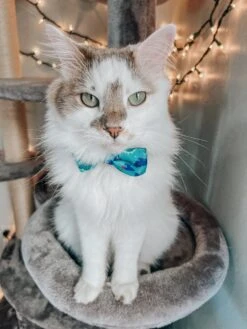 Cat Bowtie - Dino Darling -Furfinity Cheap Shop DALIANDRAMSEY 1 2c0aa024 3dd1 434c 99b7 188e88cffd4c