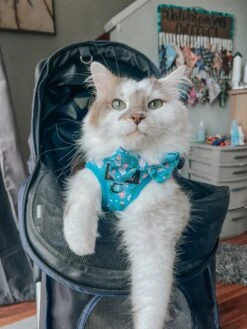 Cat Bowtie - Purrs & Petals -Furfinity Cheap Shop DALIANDRAMSEY 1 d05afbdb 7be2 4062 9185 0fd1ca6adf39