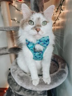 Cat Collar - Dino Darling -Furfinity Cheap Shop DALIANDRAMSEY 2 f67947d8 9cea 424d 8c4d 70c0ec889d29