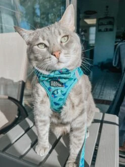 Cat Step-In Harness - Dino Darling -Furfinity Cheap Shop DALIANDRAMSEY 3 3d9c2ff1 0a57 451d 8f0b 118963640262