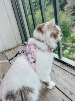 Cat Bundle - Smitten Kittens -Furfinity Cheap Shop DALIANDRAMSEY 3 759462d7 7bf2 4ca1 9070 0954580683dc