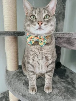 Cat Bowtie - Zest Friends 16 Cat Bowtie - Zest Friends -Furfinity Cheap Shop DALIANDRAMSEY 4