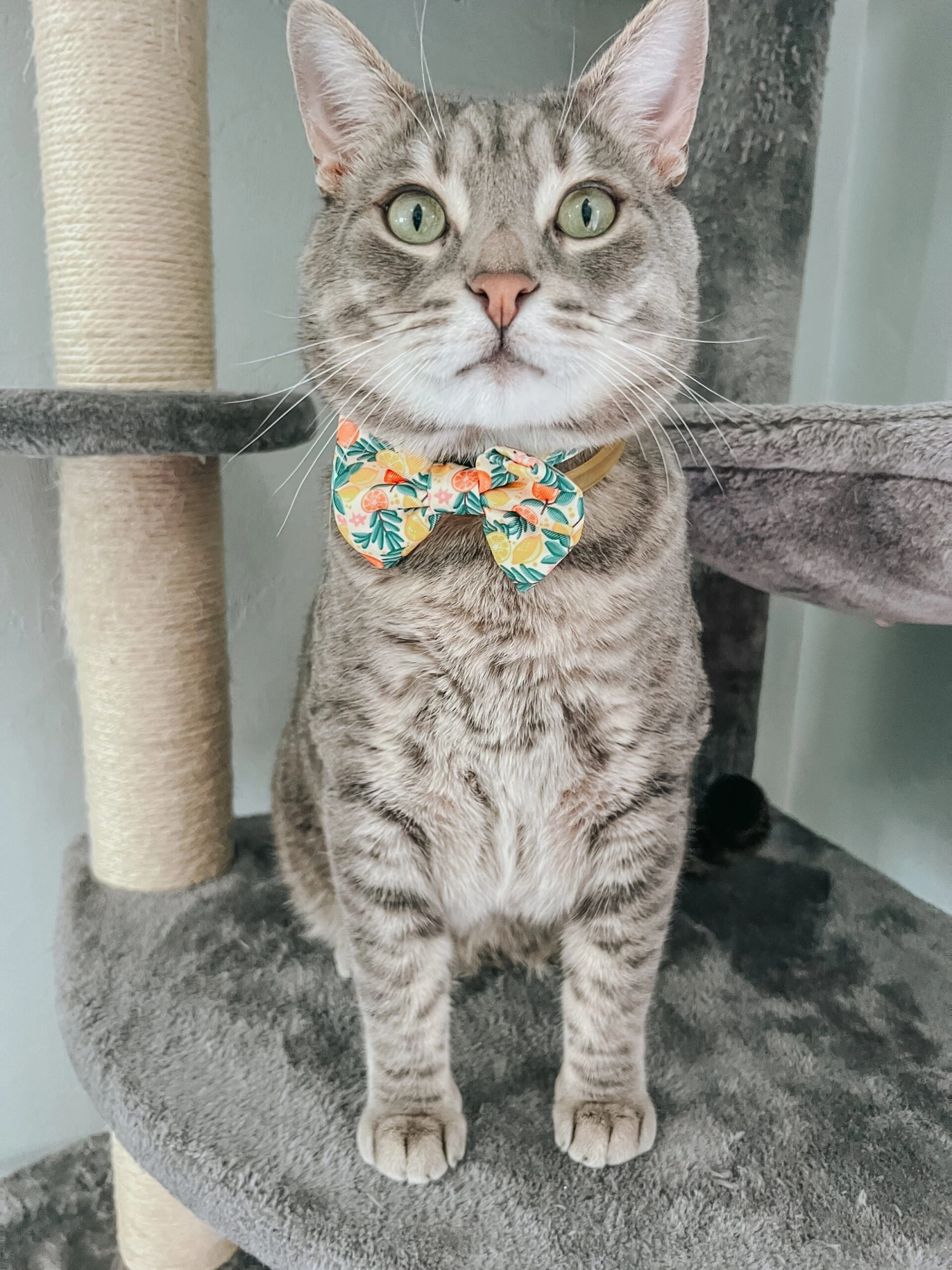 Cat Bowtie - Zest Friends 9 Cat Bowtie - Zest Friends - Image 7