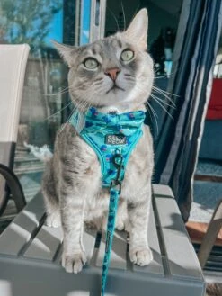 Cat Bundle - Dino Darling -Furfinity Cheap Shop DALIANDRAMSEY 4 683ec67d 913b 413b 9c6b 41abe1840142