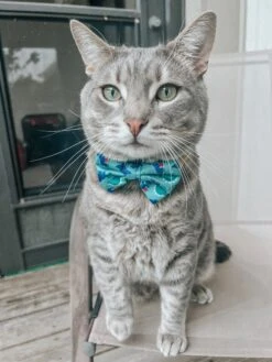 Cat Collar - Dino Darling -Furfinity Cheap Shop DALIANDRAMSEY 5 9aec6467 e668 4f89 8f1b 3987013c1e74