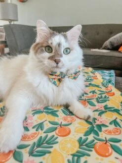 Pet Blanket - Zest Friends -Furfinity Cheap Shop DALIANDRAMSEY 6